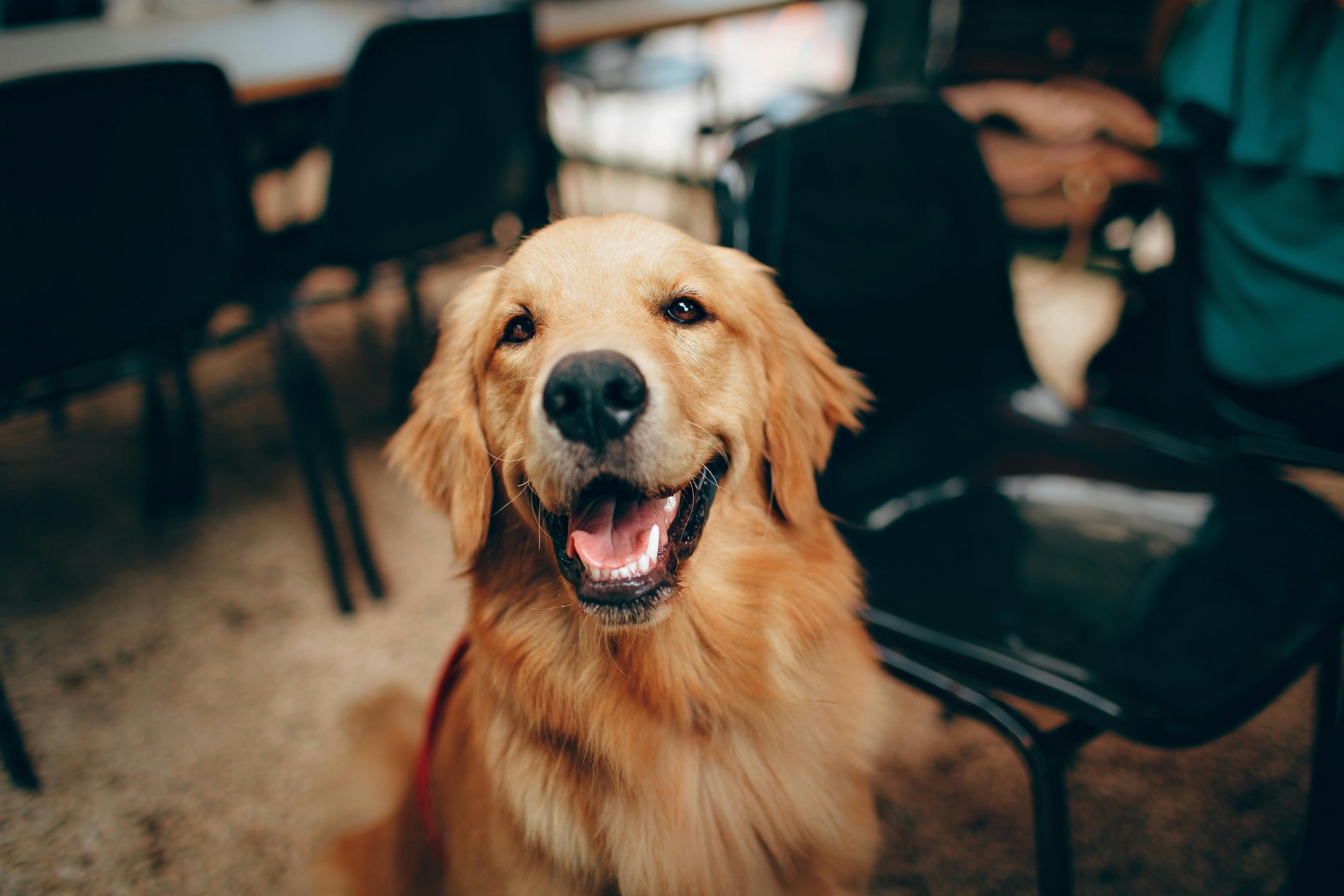 The Golden Retriever: A Shimmering Gem Among Canine Companions